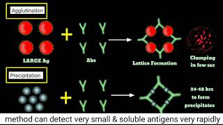 Agglutination Inhibition Test  How Pragnency Test Kits Work  Haemagglutination Inhibition Assay [upl. by Lakin]