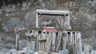 Alpine Ibex Parc Omega [upl. by Opportuna261]