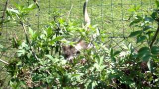 Sitatunga  Nowe Zoo PoznańMPG [upl. by Spindell]