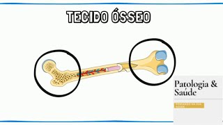 Histologia  Tipos de tecido ósseo [upl. by Chang]