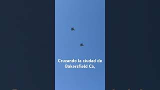 AVIONES CAZA VOLANDObakersfieldviral [upl. by Jabon]