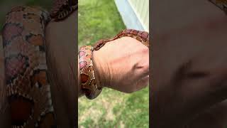 Gorgeous Corn Snake cornsnake snakerescue colubrid [upl. by Brest]