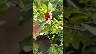 MICKEY MOUSE PLANT  OCHNA SERRULATE  MICKEY MOUSE shorts viralvideo trending new flowers hd [upl. by Akimrej]