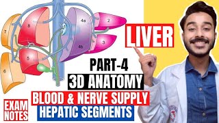 hepatic segments of liver anatomy 3d  blood supply of liver anatomy  nerve supply of liver [upl. by Ibmat]