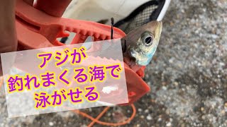 『アジ』が釣れまくる海で、泳がせて青物を狙う【愛知県新舞子】 [upl. by Warram]