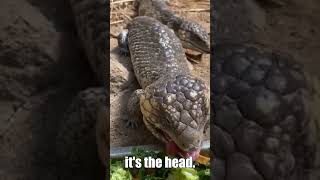 Shingleback Skinks One Minute Animal Facts [upl. by Harl]