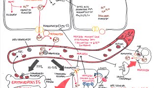 Iron Physiology [upl. by Baudelaire]