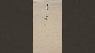 GullBilled Tern nature gulfcoast birds shorebirds [upl. by Haughay941]