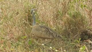 Eupodotis senegalensis  Sisón senegalés  White bellied bustard [upl. by Bernette]