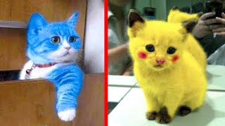 10 Rarest Cat Breeds You Wont Believe Exist [upl. by Doelling]