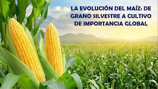 La Evolución del Maíz De Grano Silvestre a Cultivo de Importancia Global [upl. by Hazard]