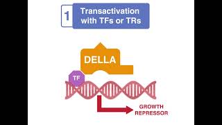 How DELLA proteins regulate plant growth and development [upl. by Frentz]