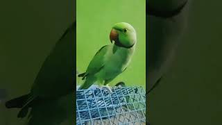 Clear voice 🦜🦜 chotu parrot [upl. by Cleave]