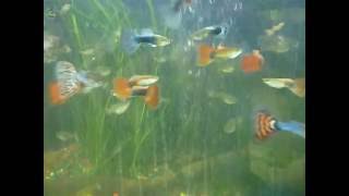 Guppy Fish Guppies amp Java Moss FOR SALE Fancy Guppy [upl. by Atilegna650]