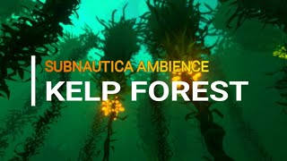 Underwater ASMR Ambience Kelp Forest [upl. by Eiduam]