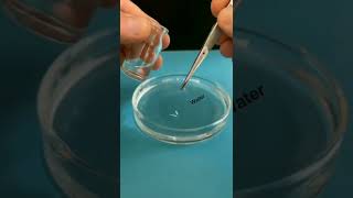 Study of MITOSIS in ONION root tip cells under the MICROSCOPEBiology experiment shorts microscope [upl. by Saideman605]