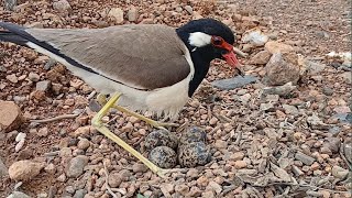 1quotRedwattled lapwing Bird Protect her eggs in the nest Review Bird Nest [upl. by Asselem]