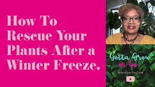 How To Rescue Your Plants After a Winter Freeze [upl. by Niwred]