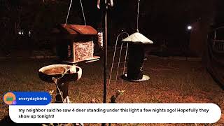 Cant Sleep Join our Night BirdStream Birds Deer Racoons Armadillos Possums Coyotes and More [upl. by Lenra]