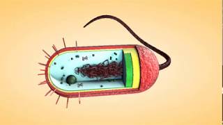 Bacterial Flagella Movement Animation shorts [upl. by Eidde]