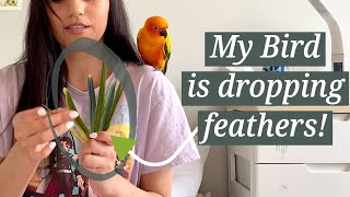 Why Your Bird is Dropping Feathers [upl. by Jerrylee]