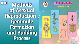 Methods of Asexual Reproduction l Gemmule Formation and Budding Process Explained l 12thclassbiology [upl. by Daugherty]