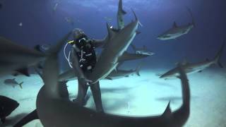 Cristina Zenato  Tonic immobility in sharks [upl. by Nahgem]