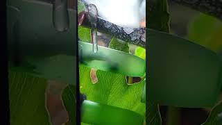 Rare footage of an adult neon day gecko helping baby hatch shorts [upl. by Ayamat]