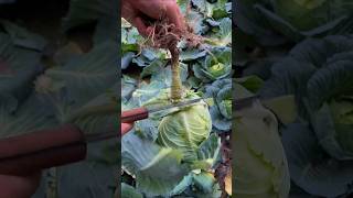 YT 115 Main stem grafting  rural areas and farmers Support agriculture short grafting [upl. by Scurlock]