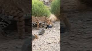 Grandstanding natureismetal keepnaturemetal bobcats golfer [upl. by Whitelaw]