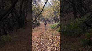 Autumn treks feel different here🍂This place is real world Narnia of Kashmirwildlfoc autumn [upl. by Aramal]