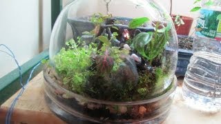 Make a Brave Terrarium  Cloche Terrarium [upl. by Charo]