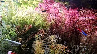 Rotala Blood Red  Care [upl. by Ruskin]