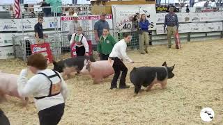 2024 Alachua County Youth Fair amp Livestock ShowSwine Showmanship [upl. by Zetes]