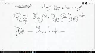 mechanism of amide hydrolysis [upl. by Oznola]