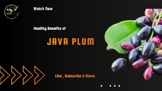 Java Plum Jamun Natures Remedy for Blood Sugar Digestion and More [upl. by Ahsiral]