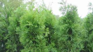 Fast Growing Evergreens for Screening [upl. by Dorison]