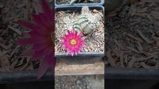 Echinocereussucculentscactus [upl. by Ramak]