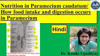 Nutrition in Paramecium Nutrition Paramecium How food intake occurs in paramecium food [upl. by Nus]