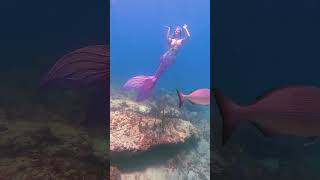 Pink mermaid princess swims over her favorite reef 💕ocean underwater thelittlemermaid h2o [upl. by Ria]