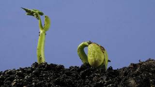 Underground bean germination and growing time lapse over 4 weeks [upl. by Xineohp688]