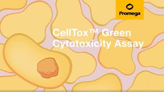 CellTox™ Green Cytotoxicity Assay [upl. by Aneelak]