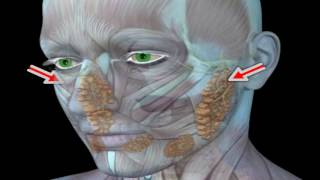 UPDATE Large Facial Tumor Removal Parotid Gland The Doctors TV Show [upl. by Elish723]