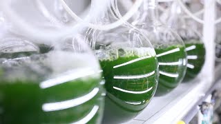 Discovering microalgae an efficient approach to carbon sequestration [upl. by Nnylimaj647]