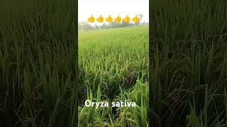 Oryza sativa धान  like share coment aur subscribe kare [upl. by Esadnac290]