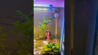 My 2 feet dirted tank with angel 🐠🐠corrys and danio aquariumfish aquarium trending fishtank [upl. by Eigna]