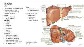 Anatomia do Abdome  Vísceras Abdominais [upl. by Sundberg]