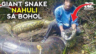 ACTUAL VIDEO DAMBUHALANG AHAS SA BOHOL  MGA HIGANTENG AHAS SA BUONG MUNDO [upl. by Chadbourne]