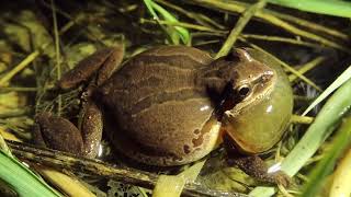 Pacific Chorus Frog call [upl. by Xer]