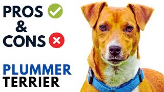 Plummer Terrier Pros and Cons  Plummer Terrier Dog Advantages and Disadvantages [upl. by Nitsug]